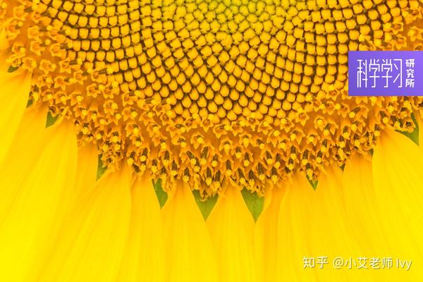 向日葵种子的排列方式也蕴含着数学规律