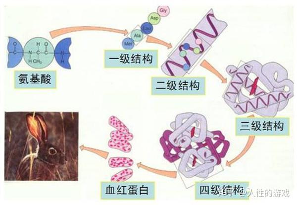 新型冠状病毒120:亚基,蛋白质的一,二,三,四级结构