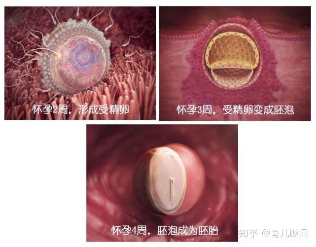 胎儿40周变身记从05厘米受精卵到50厘米宝宝过程神奇