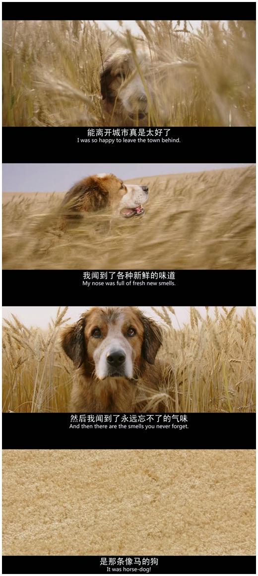 电影《一条狗的使命》中有哪些让你印象深刻的台词?