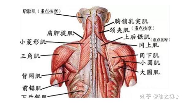 看看相关的肩颈部肌肉解剖图,试着识别一下每块肌肉的位置以及起止点