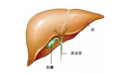 慢性胆囊炎