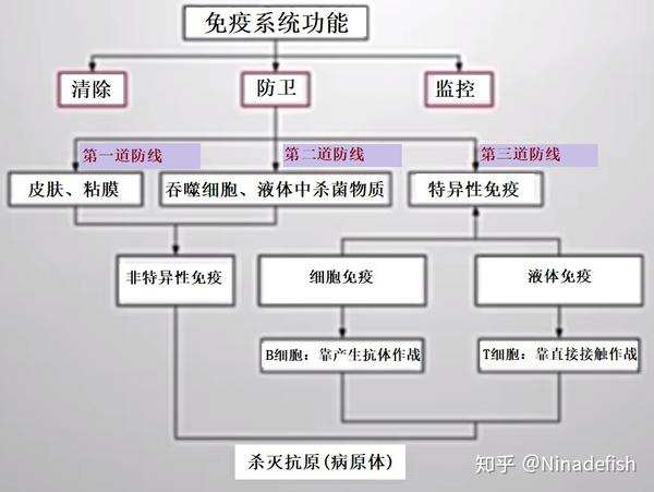 整理免疫系统脾皮肤