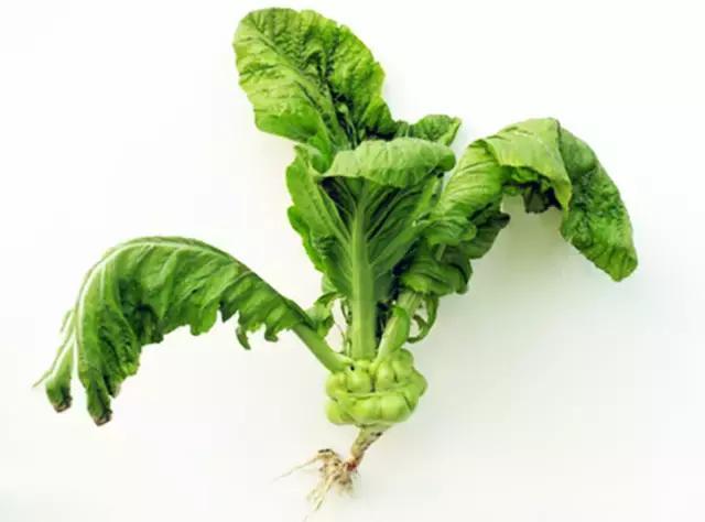茎用芥菜:榨菜——茎瘤芥 茎瘤芥就是青菜头,它是芥菜的茎变种.芥