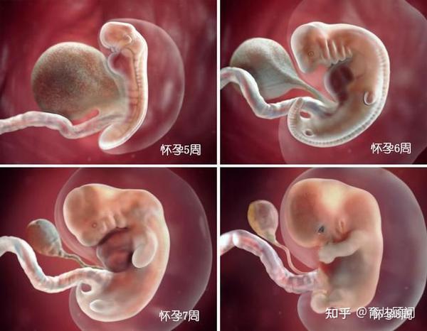 胎儿40周变身记:从0.5厘米受精卵到50厘米宝宝,过程神奇!