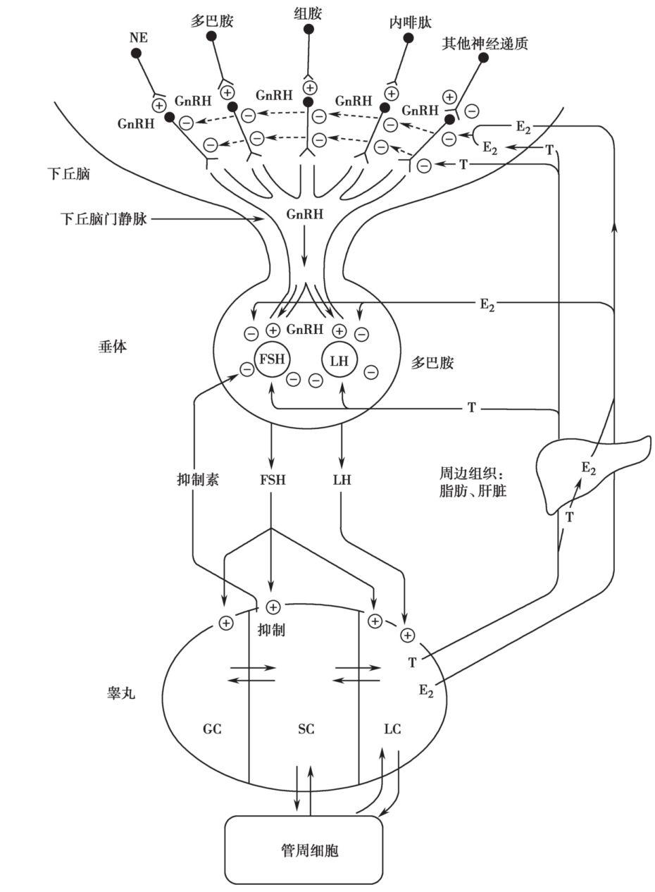 第一节 下丘脑-垂体-睾丸轴 - 男性生殖道疾病与生育