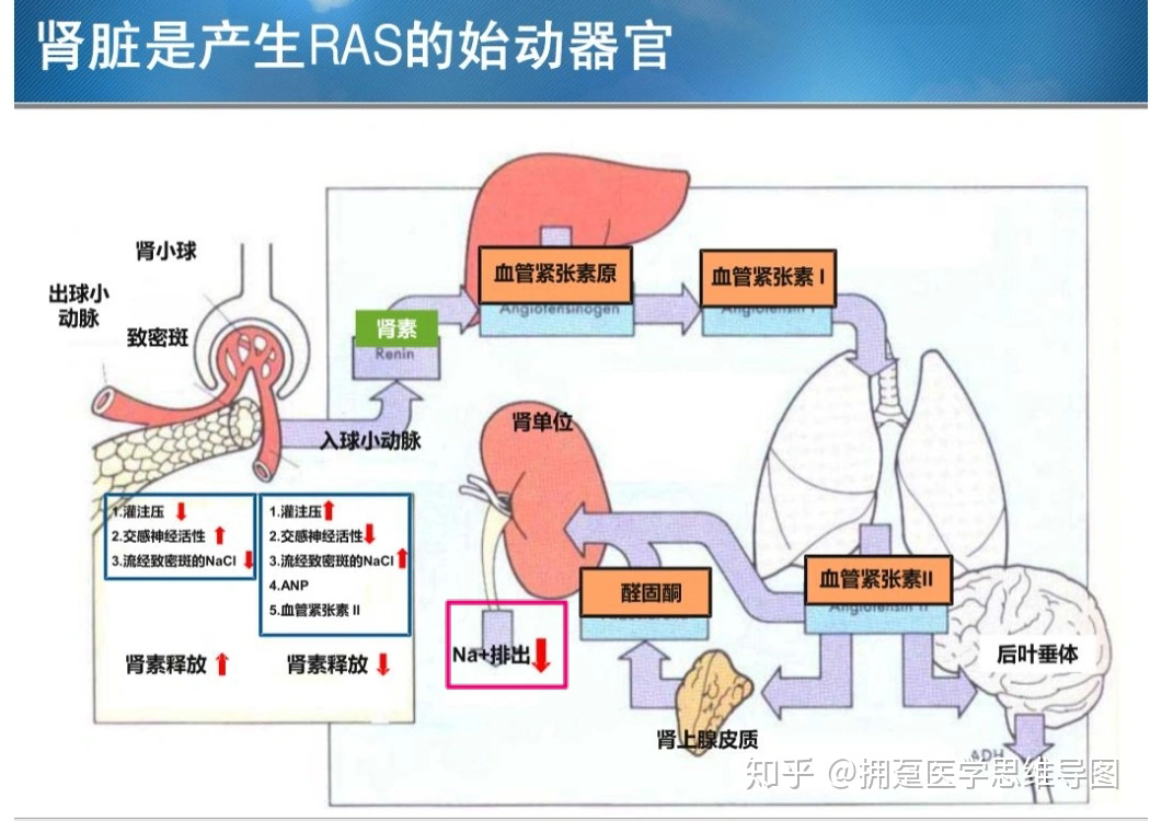 肾素血管紧张素醛固酮系统raas速记