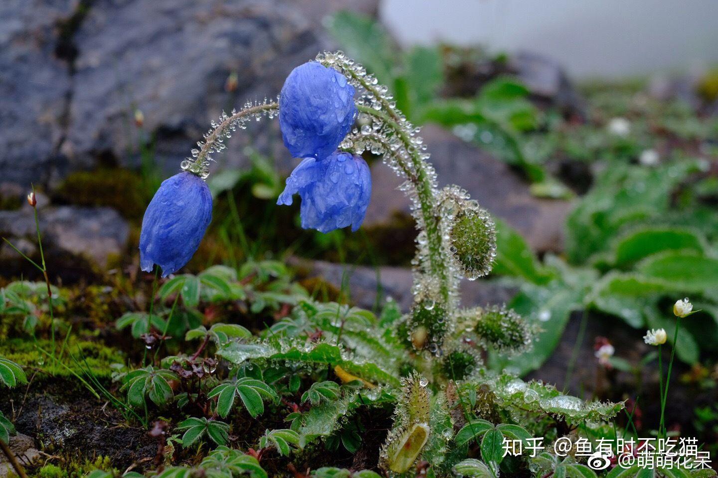 绿绒蒿属 meconopsis vig.