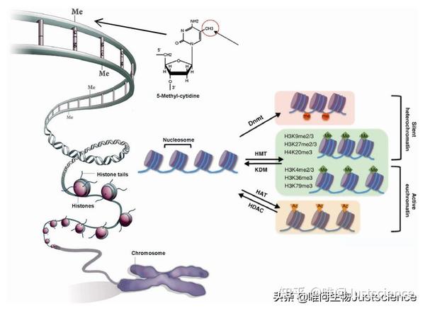 dna甲基化和组蛋白修饰之间的关系先有鸡还是先有蛋