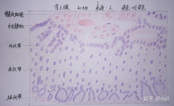 自己画的 也不怎么好看 骨骼肌 复层扁平上皮 小肠绒毛 肝 肺 肾上腺