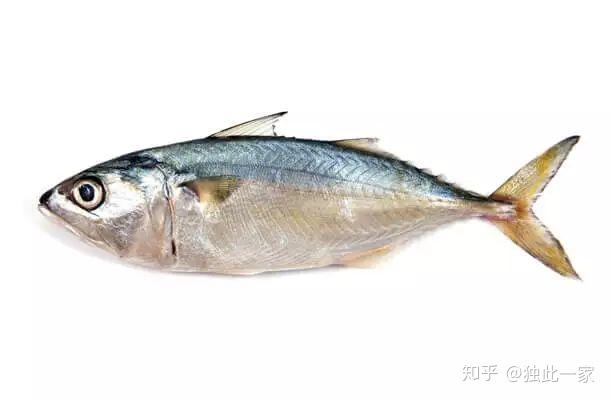 关于鲭鱼的营养及其真正惊人的价值预防血脂贫血效果佳