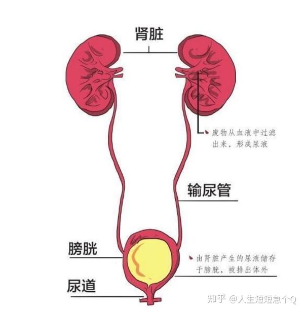 肾结石手术全纪录—钬激光碎石