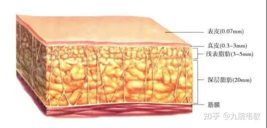 皮下脂肪也分为浅层及深层,浅层通常分布全身各处,而深层则分