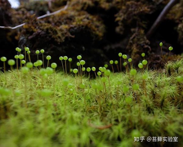 关于苔藓植物的孢子体