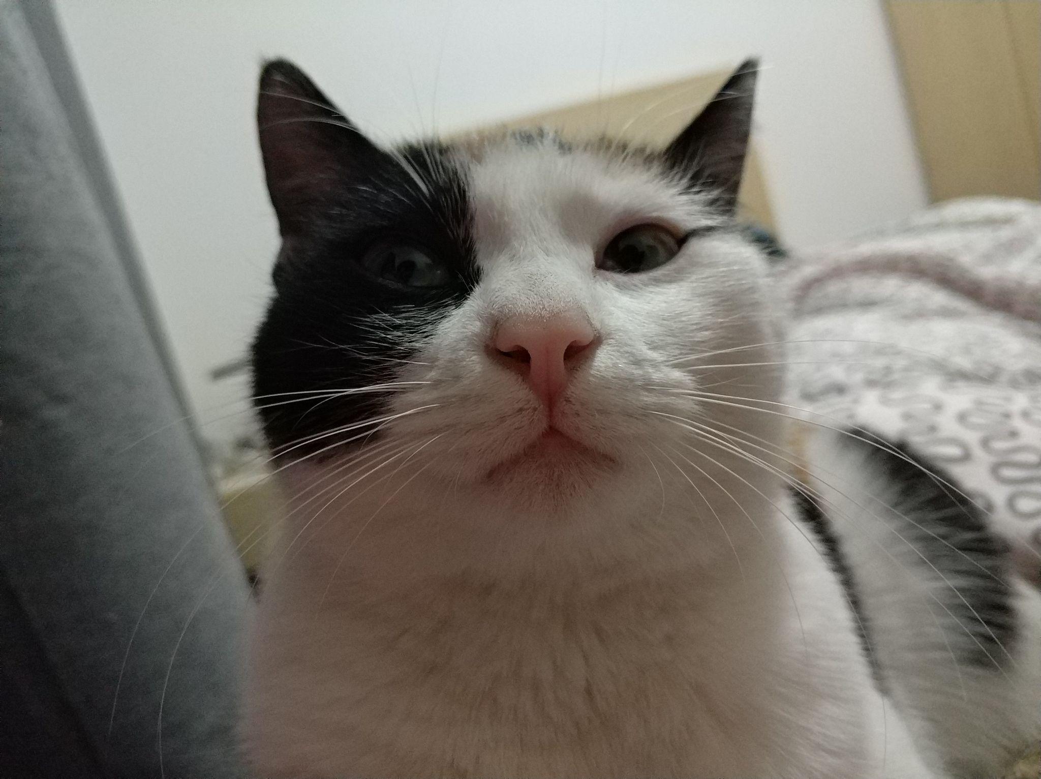 花猫晒晒三好想吃表情包啊,谁看看自家三花主子?!?图片