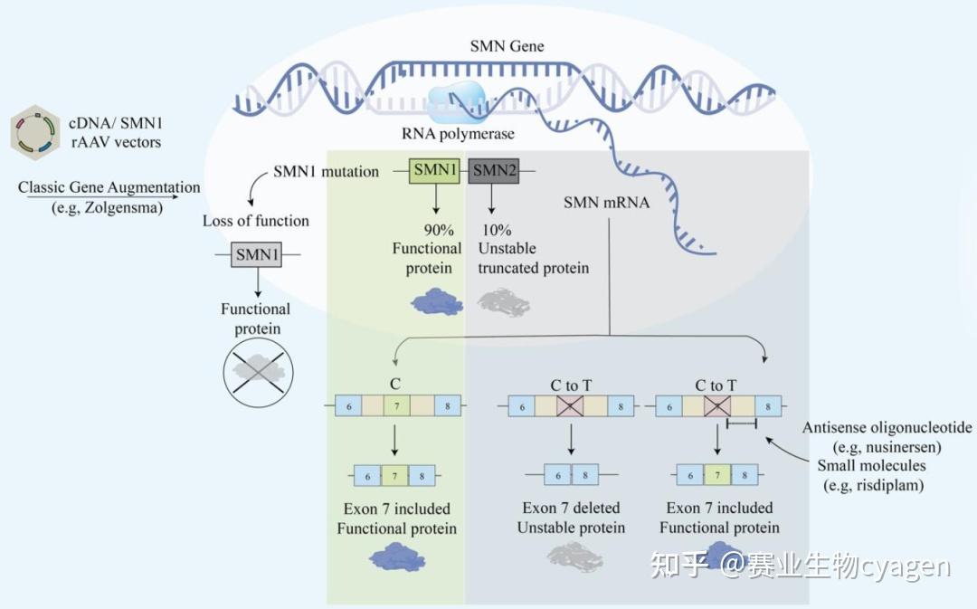 smn1基因敲除小鼠与脊髓性肌萎缩症sma