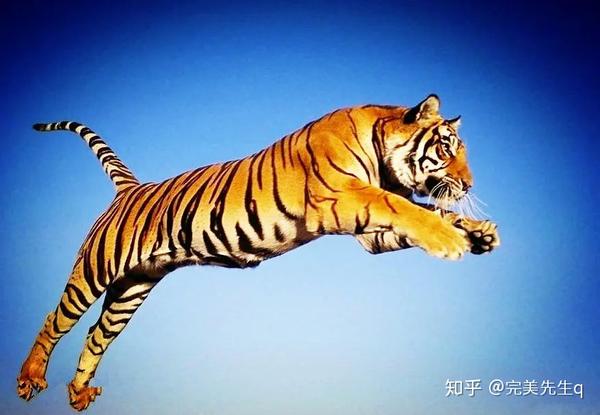           猛虎回头物必亡