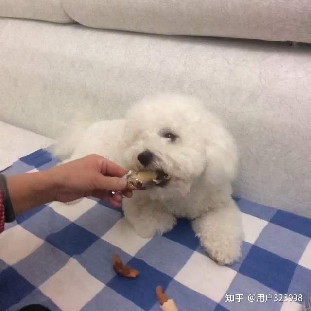 比熊犬的标准体重是多少看看你家狗超重了没
