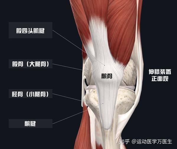 股四头肌-股四头肌腱-髌骨-髌腱-胫骨结节组成了伸膝装置,伸膝装置在