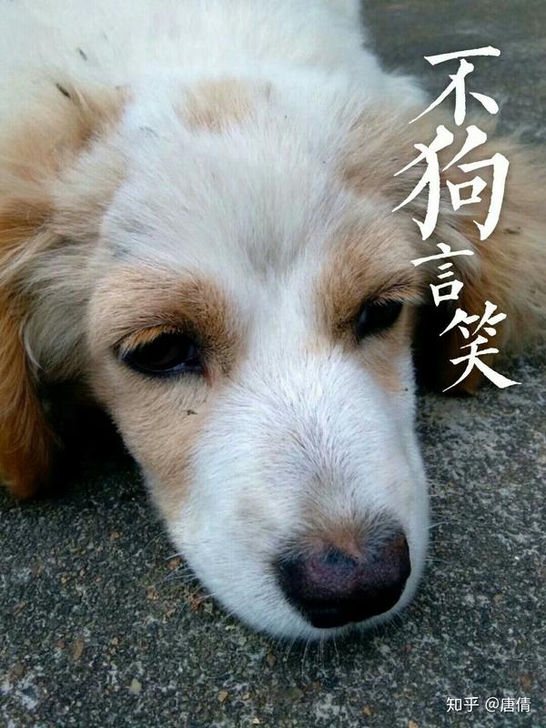 狗狗可以有多萌(≥▽≤)?