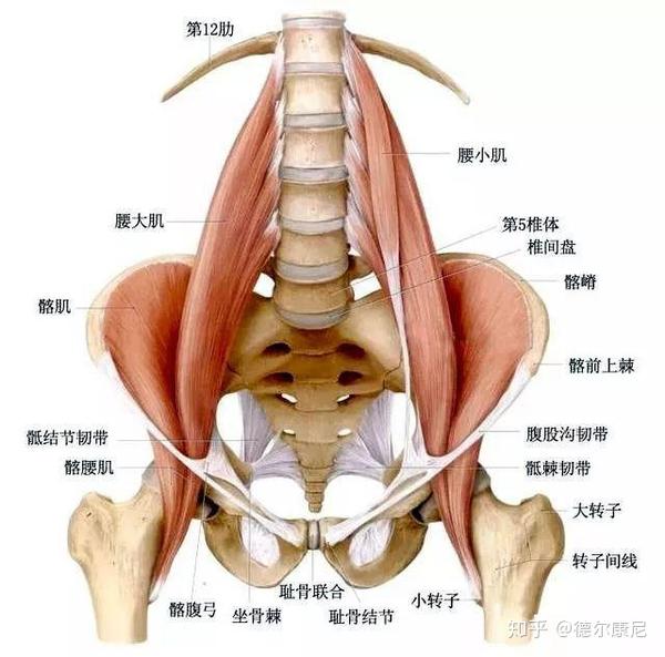 卧,长期不正确的姿势要求腰背肌肉持续发力,因此腰背肌肉韧带负担加重