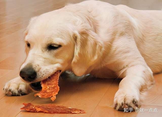 这七种食物,狗狗越吃越美丽,家里很常见!