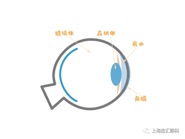 角膜(眼表), 房水(眼内), 晶状体(眼内), 玻璃体(眼内).