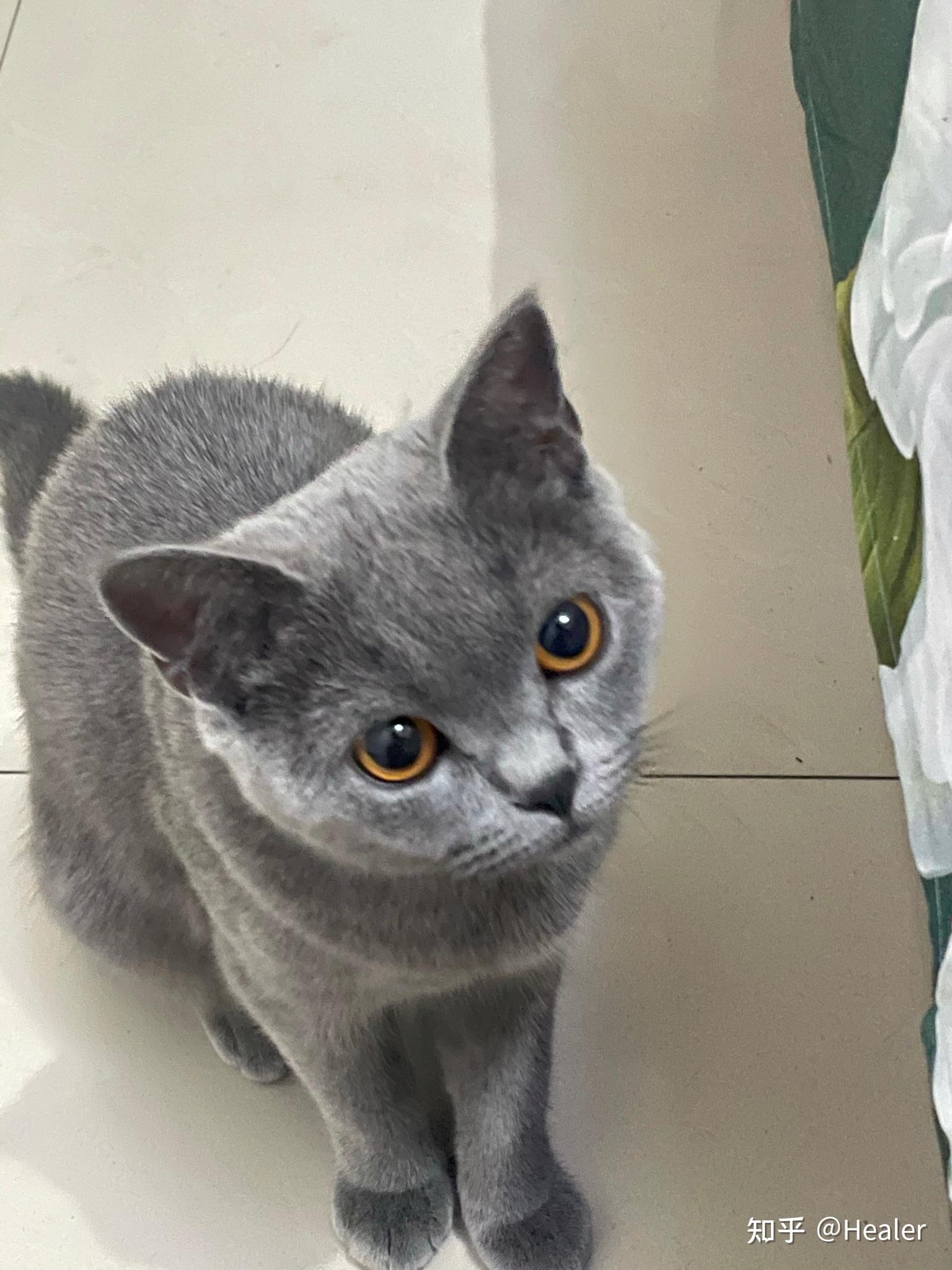 蓝猫发腮, - 知乎