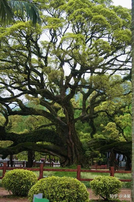 在山东莒县浮来山有个千年古刹定林寺,有一棵将近4000年的银杏树,树高