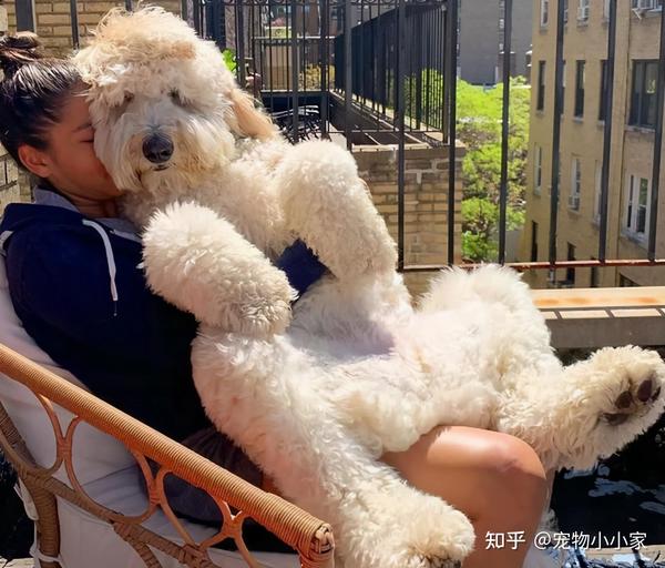 很少人养"巨型贵宾犬"是为什么?最后一点很关键!