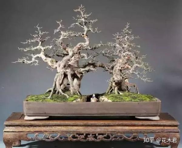 鬼斧神工赏盆景之十二:提根式盆景