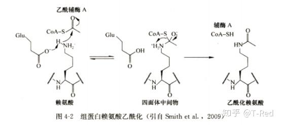 浅谈表观遗传的dna甲基化与组蛋白乙酰化