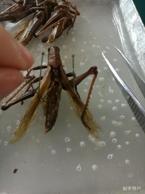 下方高能 图片可能会引起不适,请快速浏览 解剖蝗虫【取马氏管】 解剖
