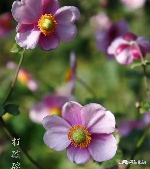 它是以色列的国花,它是冬季花材中的黑马,它不叫秋牡丹!