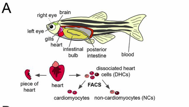 如下图所示,作者分离出成体转基因斑马鱼的各个组织器官并制作单细胞