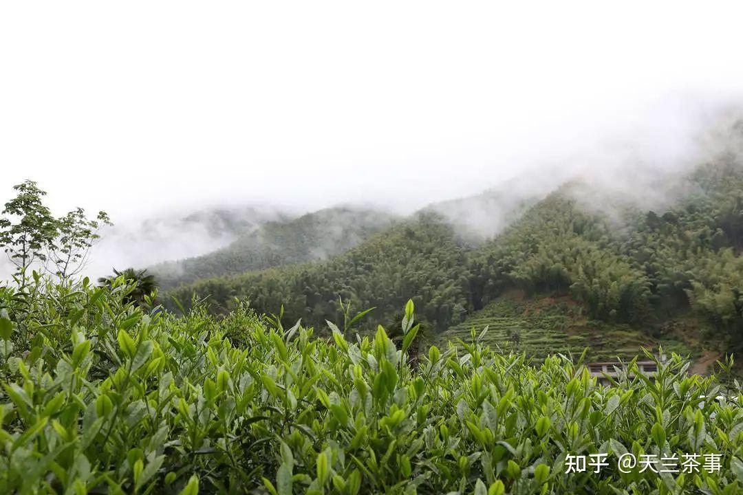 金骏眉(福建十大名茶)