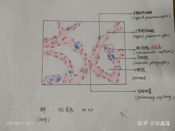 组胚红蓝铅笔绘图(∠( 」∠)_)