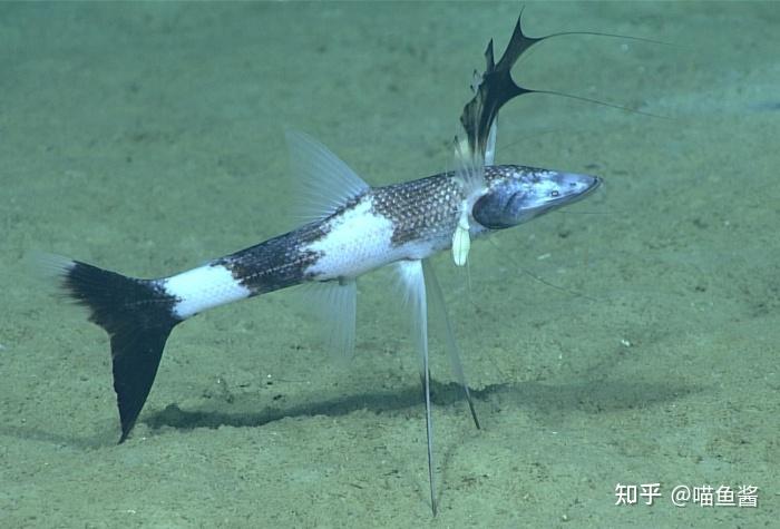 海面之下海洋生物形态图鉴第一版细节勘误补充及相关知识点更新中