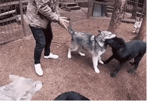 北美灰狼是地球上最大的犬科动物,也难怪akela可以长得这么大.