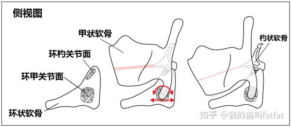 甲状软骨以环甲关节面为中心滑动和旋转