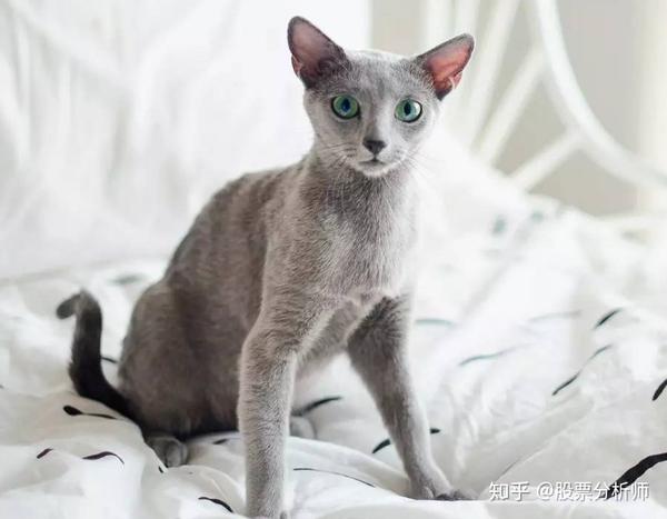 一样是蓝猫俄罗斯蓝猫和英短蓝猫的区别有哪些