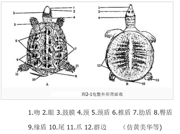 只是乌龟的感知声音器官类似内耳,而没有外耳结构,图中3就是鼓膜.