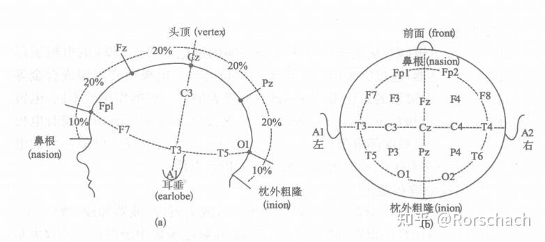 脑电信号基础介绍