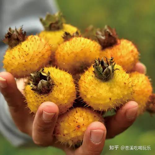 不摆了一不小心被扎一下因为刺梨的表皮上全都是刺但是摘这个可一定要