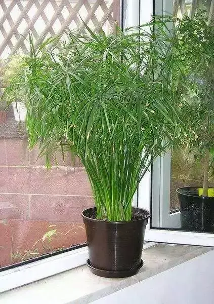 如何防治水棕竹盆景叶片发黄?