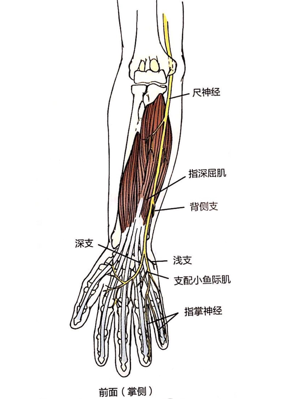 图片来源:触诊技术:体表解剖(第2版) 尺神经沟位于肱骨内上髁的后方
