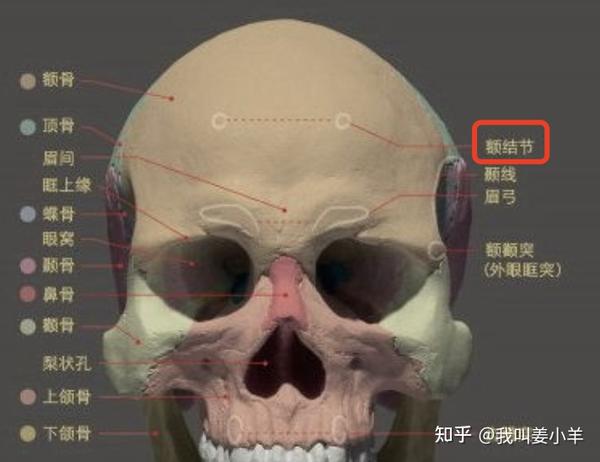 额结节是额头最高点,眉弓高度也较突出,二者之间形成一个较低区域,即