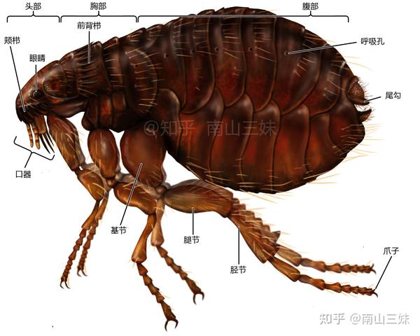 如何分辨猫身上有没有跳蚤