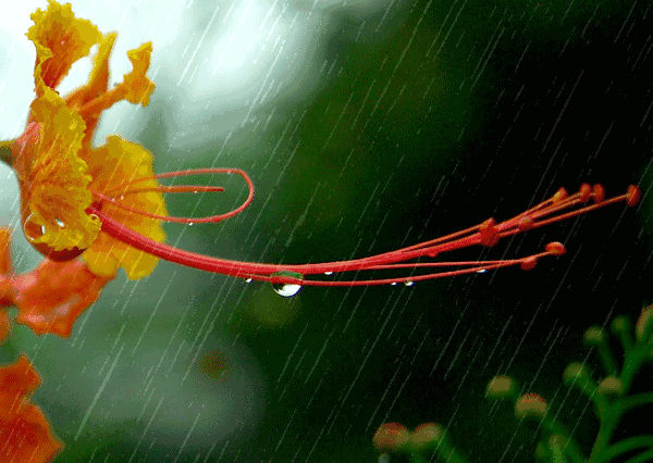 说起来,我一直都喜欢下雨,不论是细雨如丝,暴雨倾注,我都乐在心里.