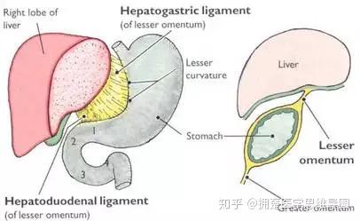 腹膜内位器官-腹膜外位器官-腹膜间位器官有什么汇总对比